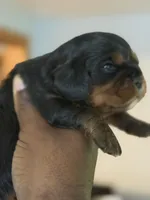 Male, a male Cavalier King Charles Spaniel for sale in Milwaukee, WI – 1 of 3
