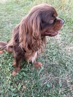 King, a male Cavalier King Charles Spaniel for sale in Milwaukee, WI – 1 of 2