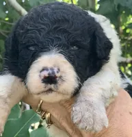 Medium size. Parents health tested., a male Bernedoodle for sale in Tampa, FL – 10 of 10