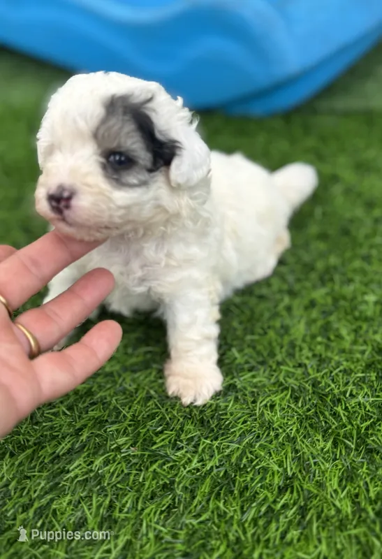 Morkiepoo Sable parti, a female Poodle - Toy  and Morkie for sale in Tampa, FL – 1 of 6