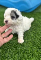 Morkiepoo Sable parti, a female Poodle - Toy  and Morkie for sale in Tampa, FL – 1 of 6