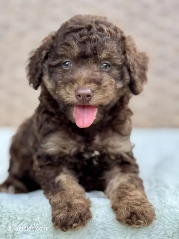 Teddy the Chowdoodle – Chow Chow puppy for sale in Tampa, FL