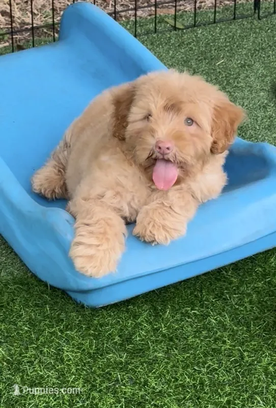 Simba – Chow Chow, Poodle - Miniature  puppy for sale in Tampa, FL