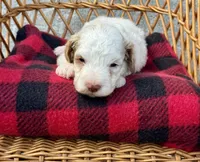Milo, a male Cockapoo for sale in Ruskin, FL – 1 of 8