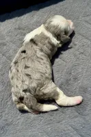 Diamond F1b, a female Miniature Aussiedoodle for sale in Tampa, FL – 6 of 8