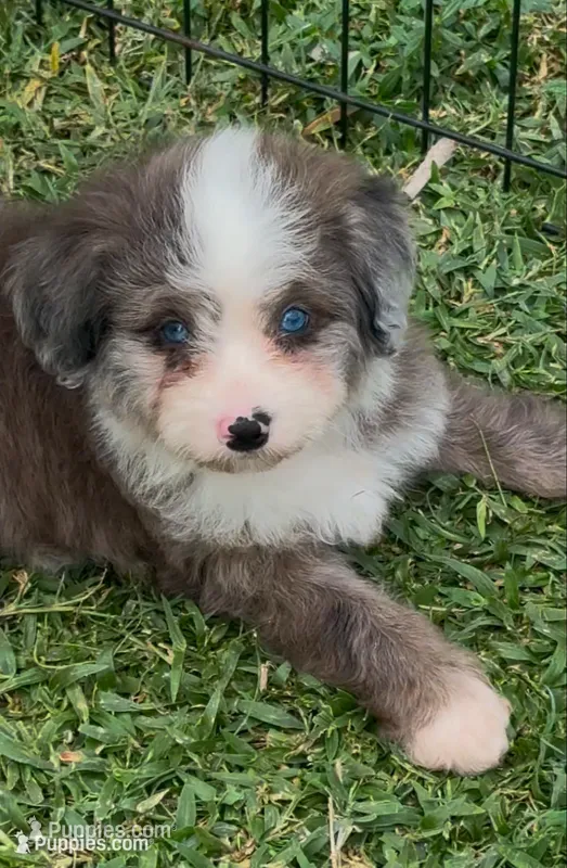 Shania  Blue eyes – Miniature Aussiedoodle puppy for sale in Ruskin, FL