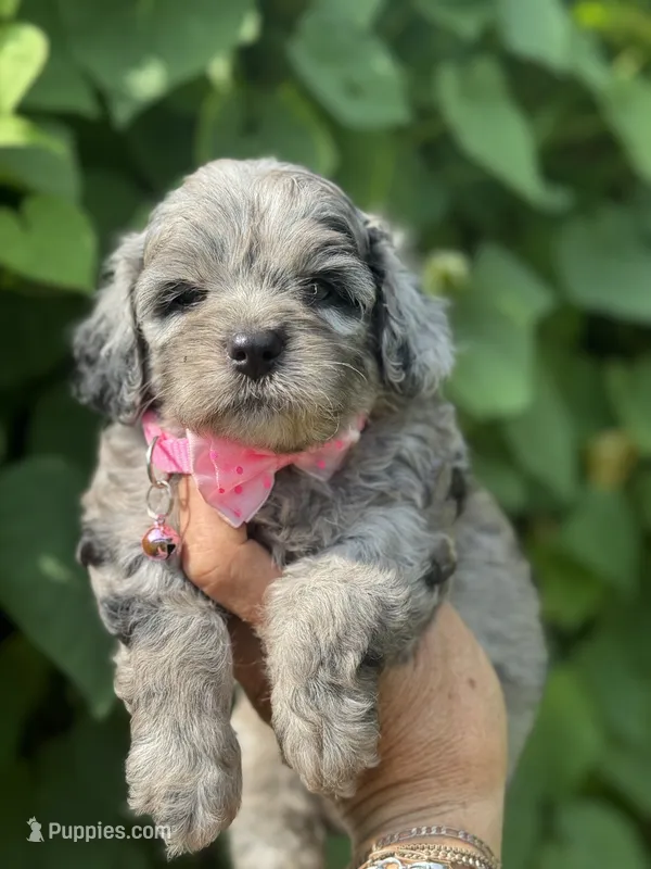 Topaz F1b  – Miniature Aussiedoodle puppy for sale in Tampa, FL