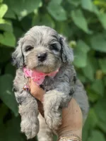 Topaz F1b , a female Miniature Aussiedoodle for sale in Sun City Center, FL – 1 of 10