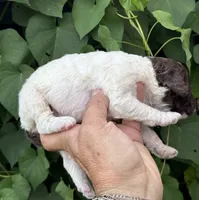Brownie  “ regular size “, a male Cockapoo for sale in Tampa, FL – 6 of 9