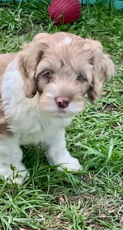 Chocolate male parti one blue eye – Cockapoo puppy for sale in Tampa, FL