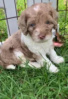 Chocolate male parti one blue eye, a male Cockapoo for sale in Tampa, FL – Photo 3 of 3