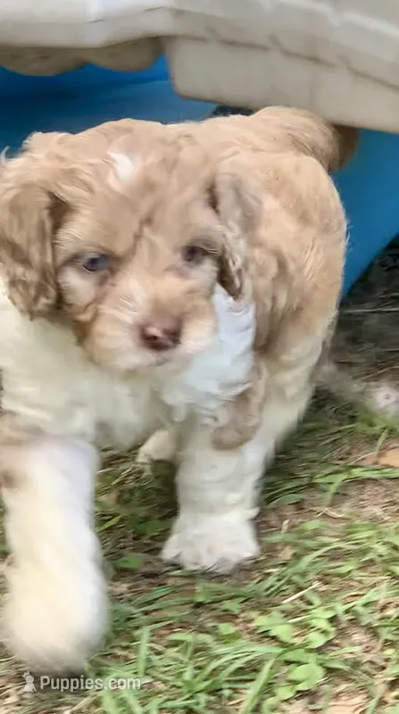 Chocolate male parti one blue eye – Cockapoo puppy for sale in Tampa, FL