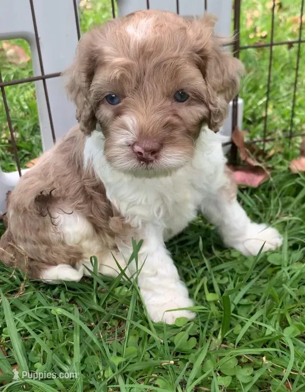 Chocolate male parti one blue eye – Cockapoo puppy for sale in Tampa, FL