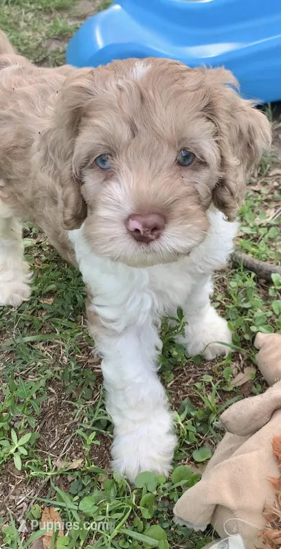 Chocolate male parti one blue eye – Cockapoo puppy for sale in Tampa, FL