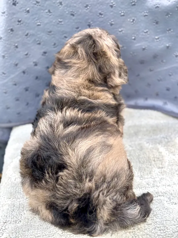 Camo  mini Chowdoodle from DoDo parents  – Chow Chow, Poodle - Miniature  puppy for sale in Tampa, FL
