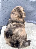 Camo  mini Chowdoodle from DoDo parents , a male Chow Chow and Poodle - Miniature  for sale in Sun City Center, FL – 7 of 10