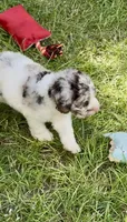 Truffle. chocolate Merle parti, a male Cockapoo for sale in Ruskin, FL – 4 of 10