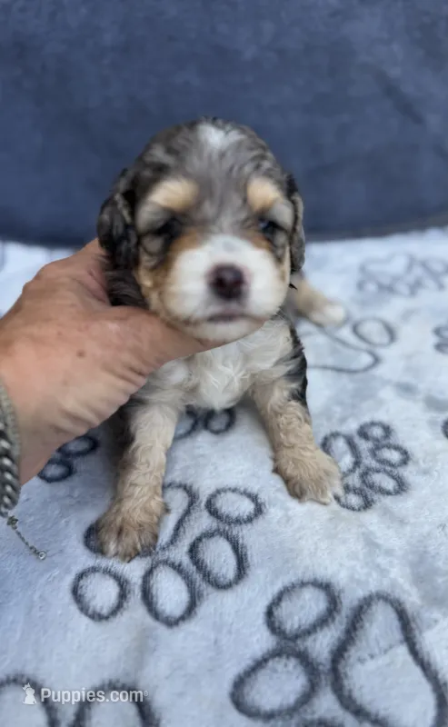 Emerald  F1b – Miniature Aussiedoodle puppy for sale in Tampa, FL