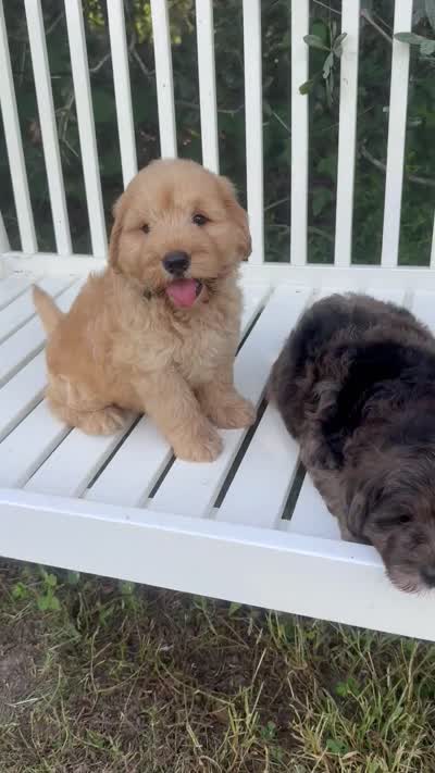 Scout, a male Chow Chow and Poodle - Miniature  for sale in Sun City Center, FL – 7 of 7