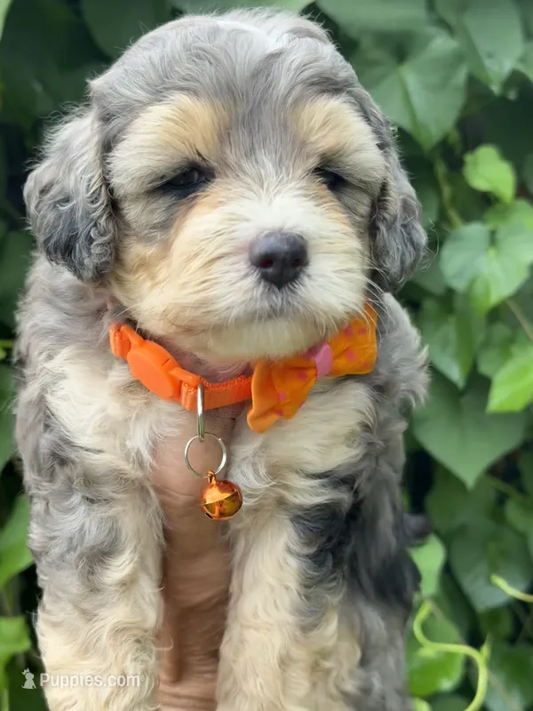 Emerald  F1b – Miniature Aussiedoodle puppy for sale in Tampa, FL