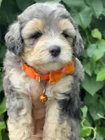 Emerald  F1b, a female Miniature Aussiedoodle for sale in Sun City Center, FL – 3 of 8