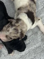Truffle. “ regular size” chocolate Merle, a male Cockapoo for sale in Tampa, FL – 7 of 10
