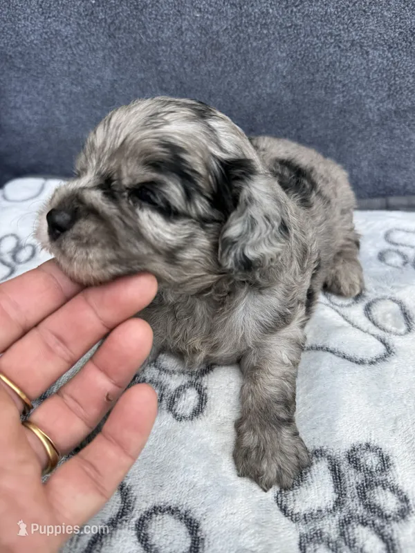 Topaz F1b  – Miniature Aussiedoodle puppy for sale in Tampa, FL