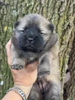 Mei, a female Chow Chow for sale in Ruskin, FL – 2 of 7