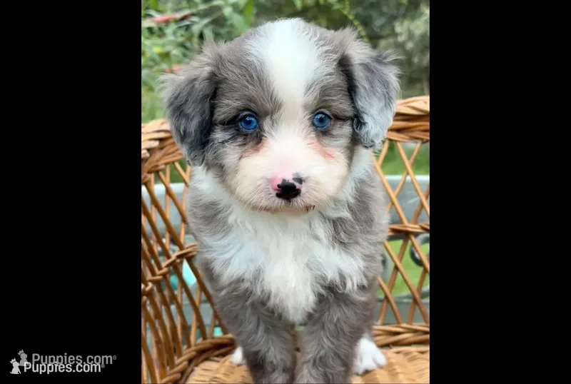 Shania  Blue eyes – Miniature Aussiedoodle puppy for sale in Ruskin, FL