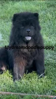 Xuan , a male Chow Chow for sale in Ruskin, FL – 3 of 8