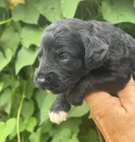 Smokey  “regular size”, a male Cockapoo for sale in Sun City Center, FL – 2 of 10