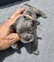 Topaz F1b , a female Miniature Aussiedoodle for sale in Tampa, FL – 4 of 6