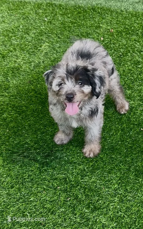 Tyson – Miniature Aussiedoodle puppy for sale in Tampa, FL