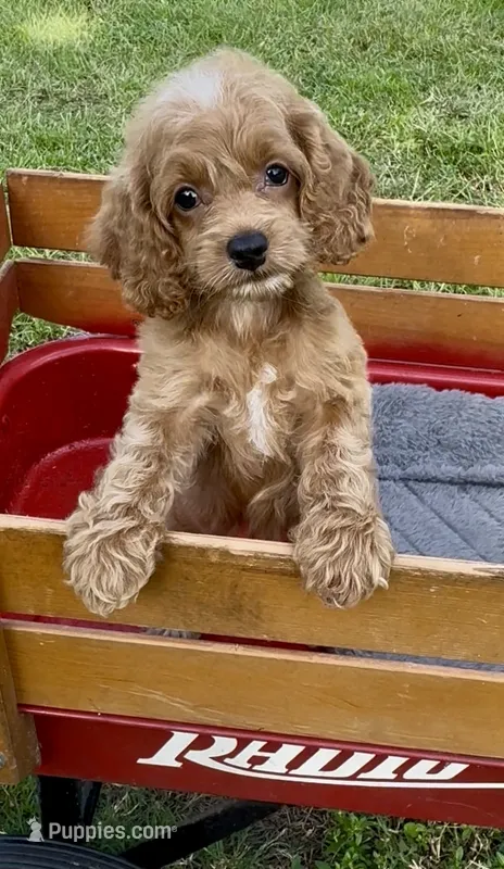 Purple F1 – Cockapoo puppy for sale in Ruskin, FL