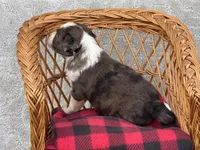 Dolly. Blue eyes, a female Miniature Aussiedoodle for sale in Ruskin, FL – 4 of 10
