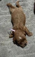 Pink F1, a female Cockapoo for sale in Tampa, FL – 3 of 4