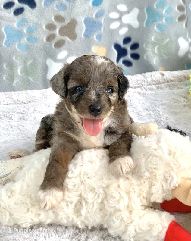 Zara  parents health tested. – Miniature Aussiedoodle puppy for sale in Tampa, FL