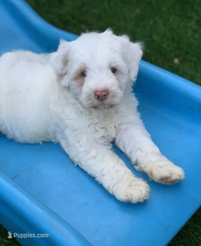 Snow one blue and one green  eye  – Chow Chow, Poodle - Miniature  puppy for sale in Tampa, FL