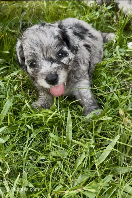 Topaz F1b  – Miniature Aussiedoodle puppy for sale in Tampa, FL