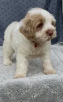Firsta, mini Chowdoodle ( from DoDo parents), a male Chow Chow and Poodle - Miniature  for sale in Sun City Center, FL – 3 of 10