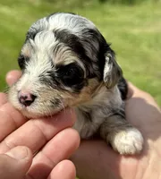Misty, a female Poodle - Toy  and Morkie for sale in Sun City Center, FL – 2 of 10