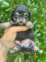 Tiny Morkiepoo , a male Poodle - Toy  and Morkie for sale in Tampa, FL – 6 of 7