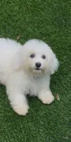 Leo petite Chowdoodle, a male Chow Chow and Poodle - Toy  for sale in Tampa, FL – 1 of 6