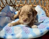 Pink, a female Cockapoo for sale in Ruskin, FL – 7 of 7