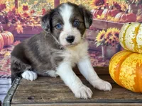Amy.       Blue eyes, a female Miniature Aussiedoodle for sale in Ruskin, FL – 7 of 10
