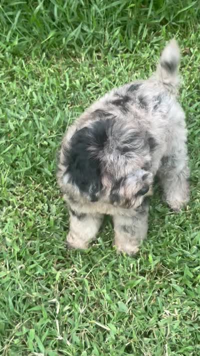 Marley, a female Chow Chow and Poodle - Miniature  for sale in Ruskin, FL – 4 of 4