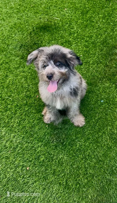 Tyson – Miniature Aussiedoodle puppy for sale in Tampa, FL