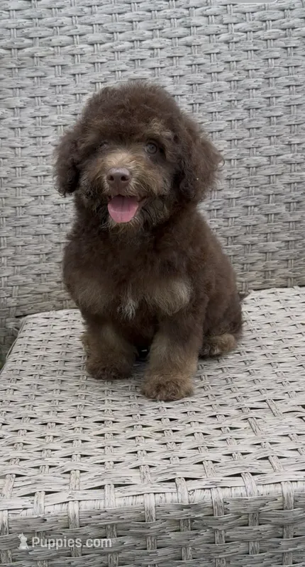Teddy the Chowdoodle – Chow Chow, Poodle - Toy  puppy for sale in Tampa, FL