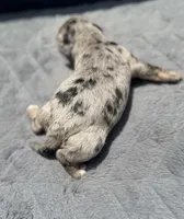Sapphire F1b, a female Miniature Aussiedoodle for sale in Tampa, FL – 5 of 6