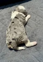 Diamond F1b, a female Miniature Aussiedoodle for sale in Tampa, FL – 8 of 8
